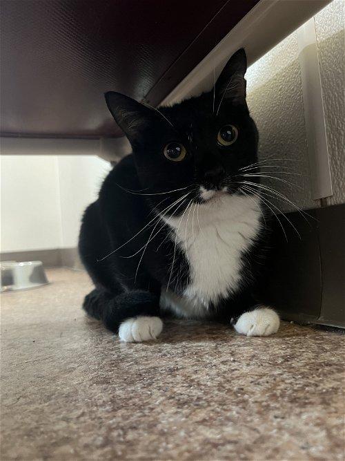 Adoptable Cats & Kittens in Charleston, WV