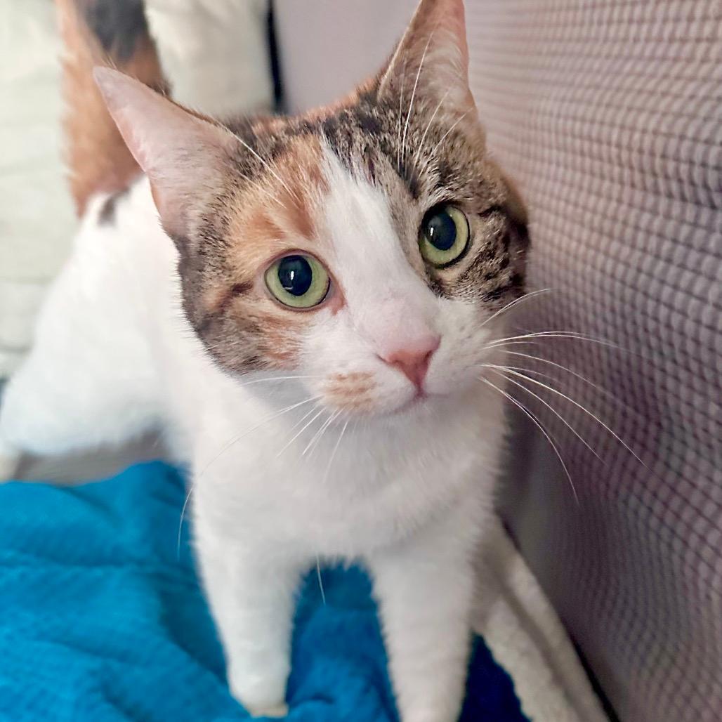 Hadassa (In Foster)