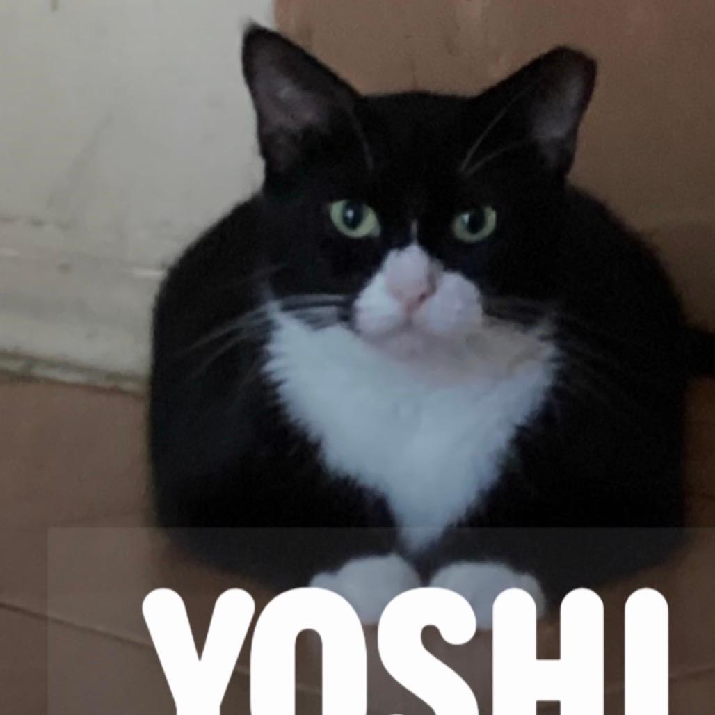 Yoshi
