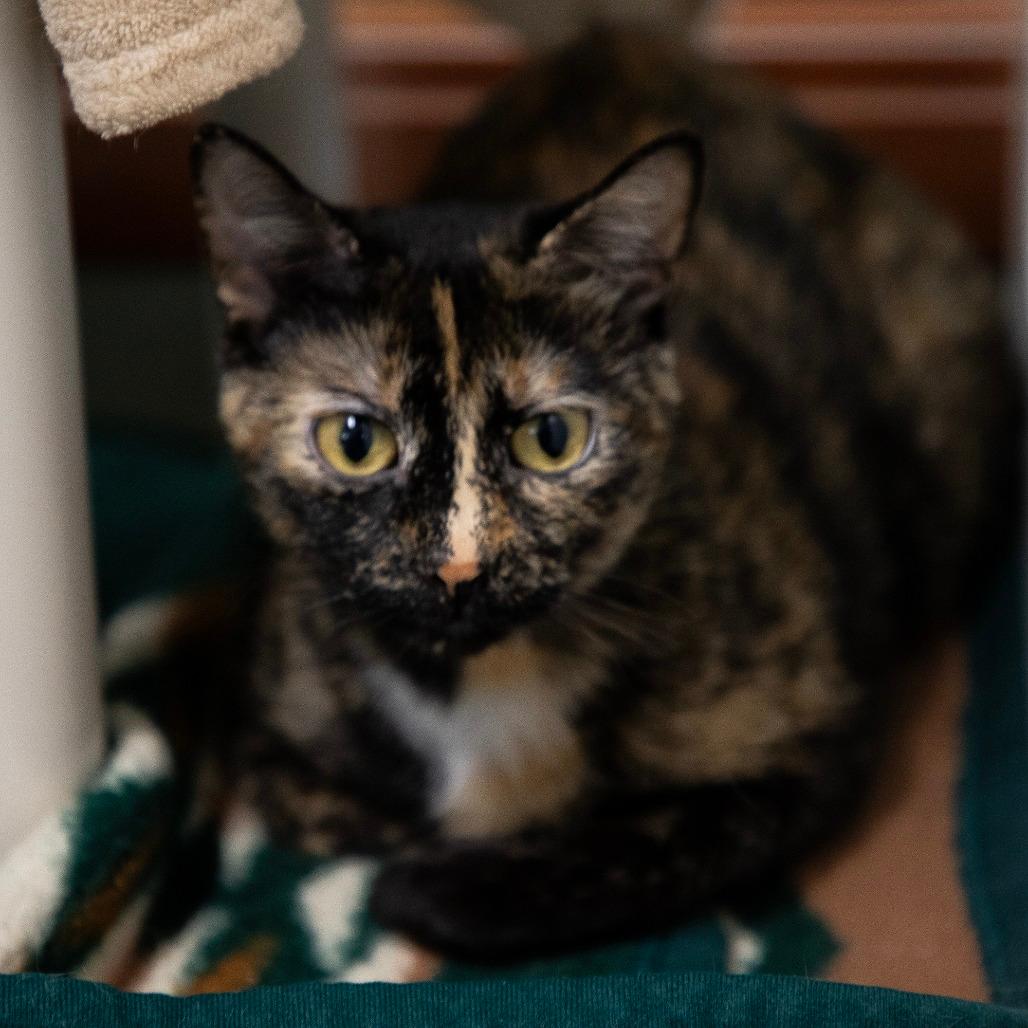 Ember