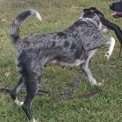 Dottie