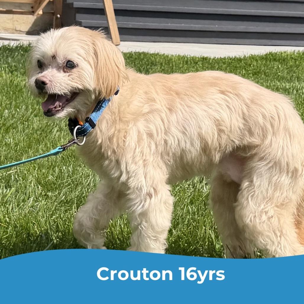 Crouton (Jelani)