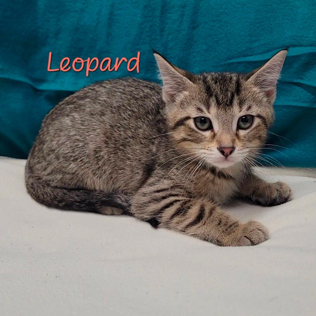 Leopard 