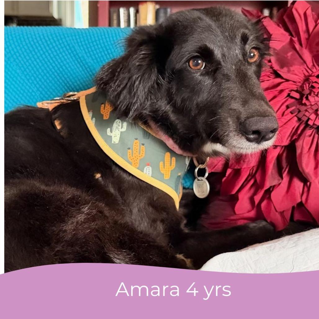 Amara
