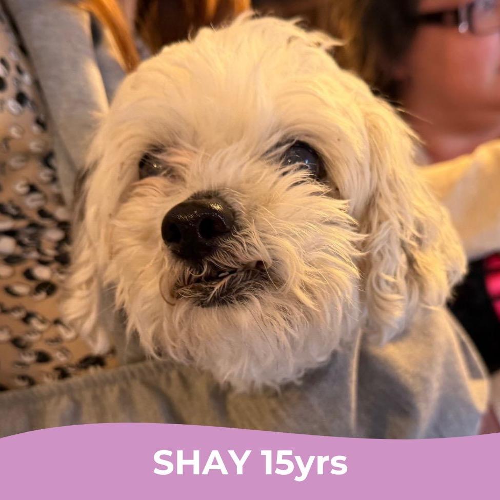 Shay