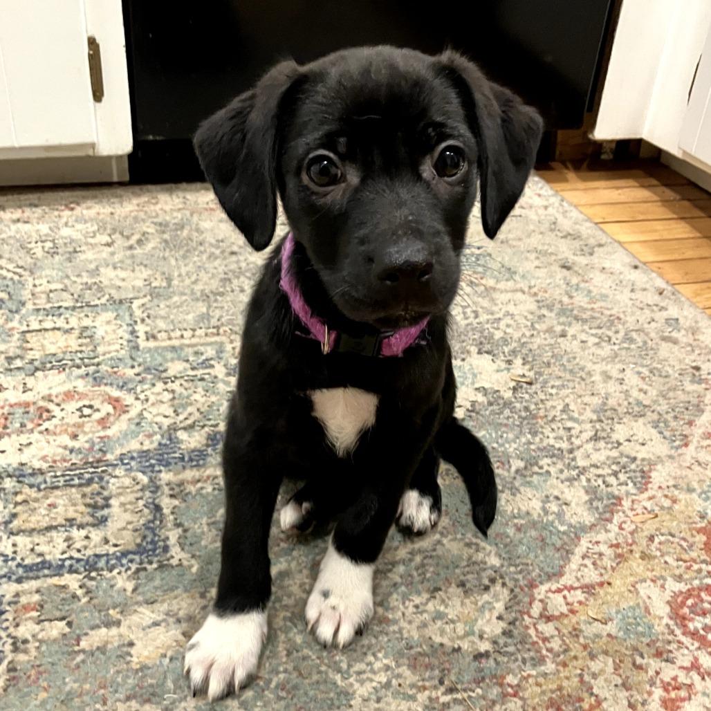CT Courage avail May 31