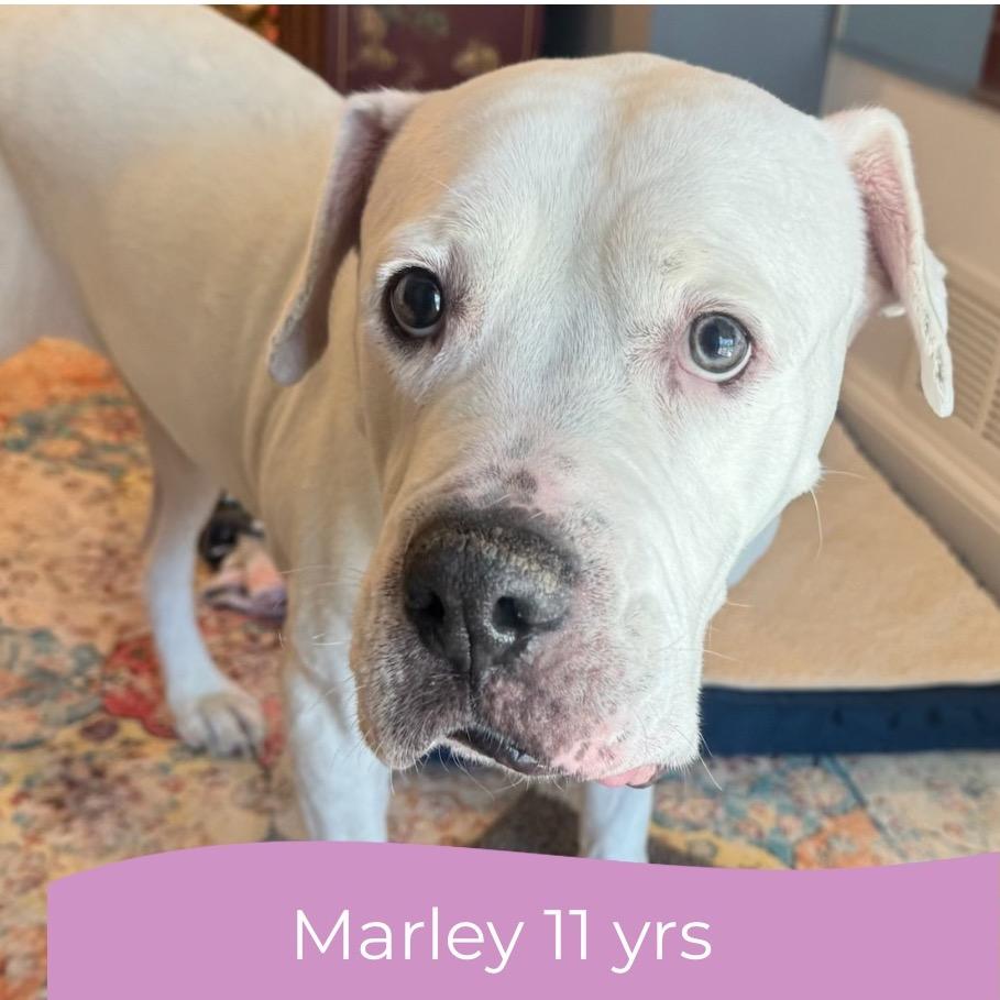 Marley