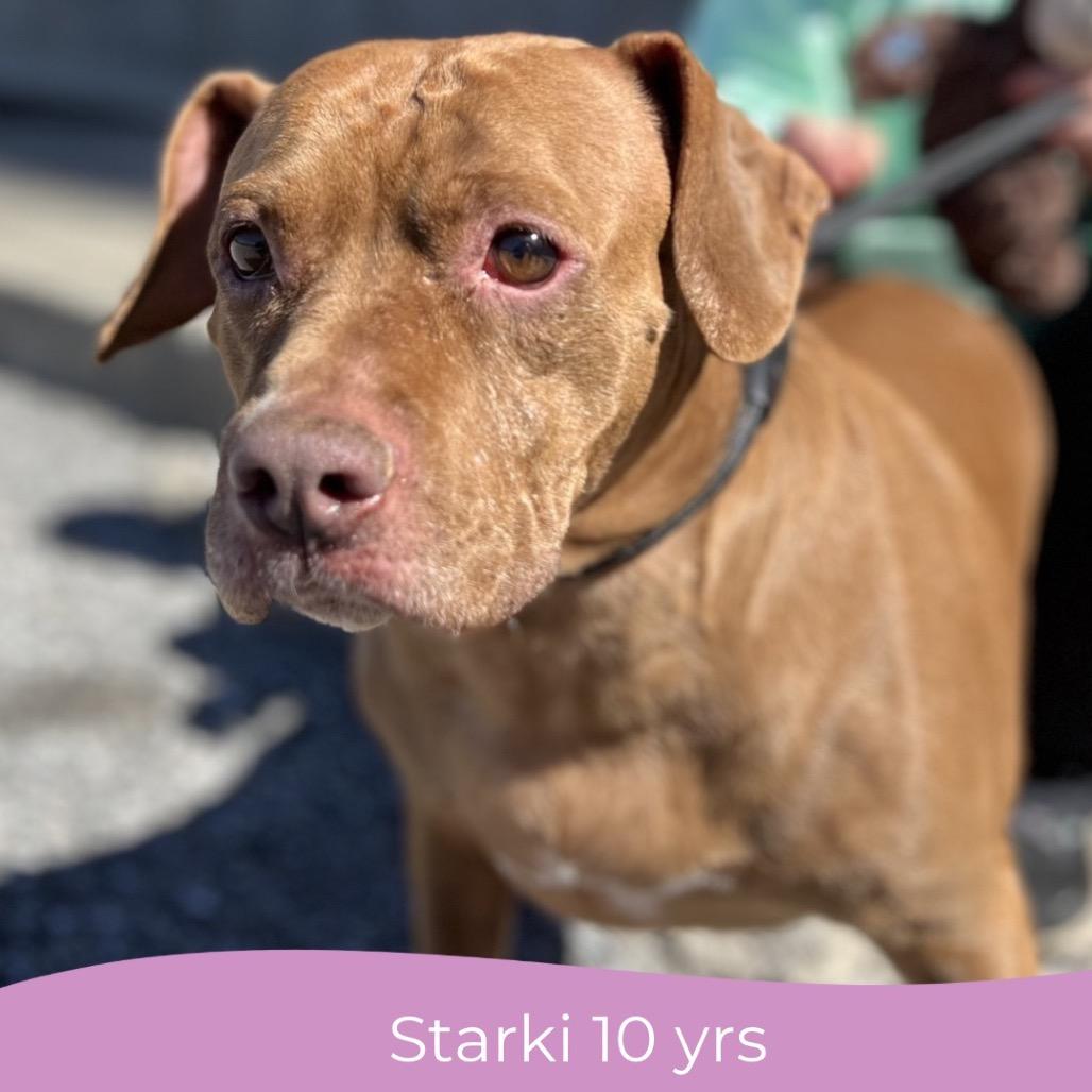 Starki