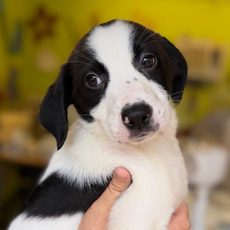CT Freedom avail May 31