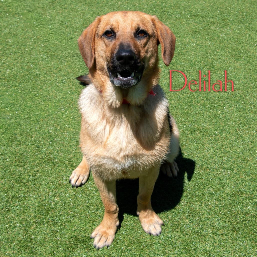 Delilah