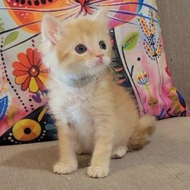 Rupert