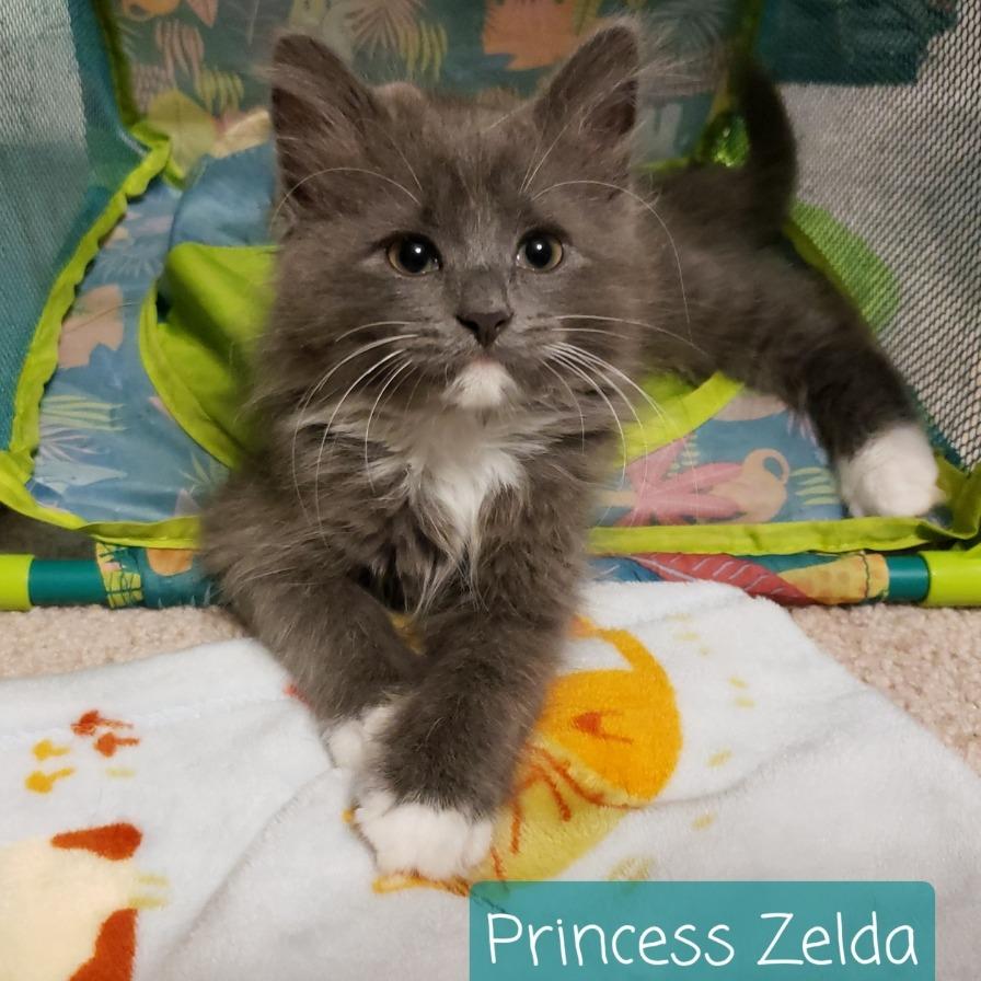 Princess Zelda