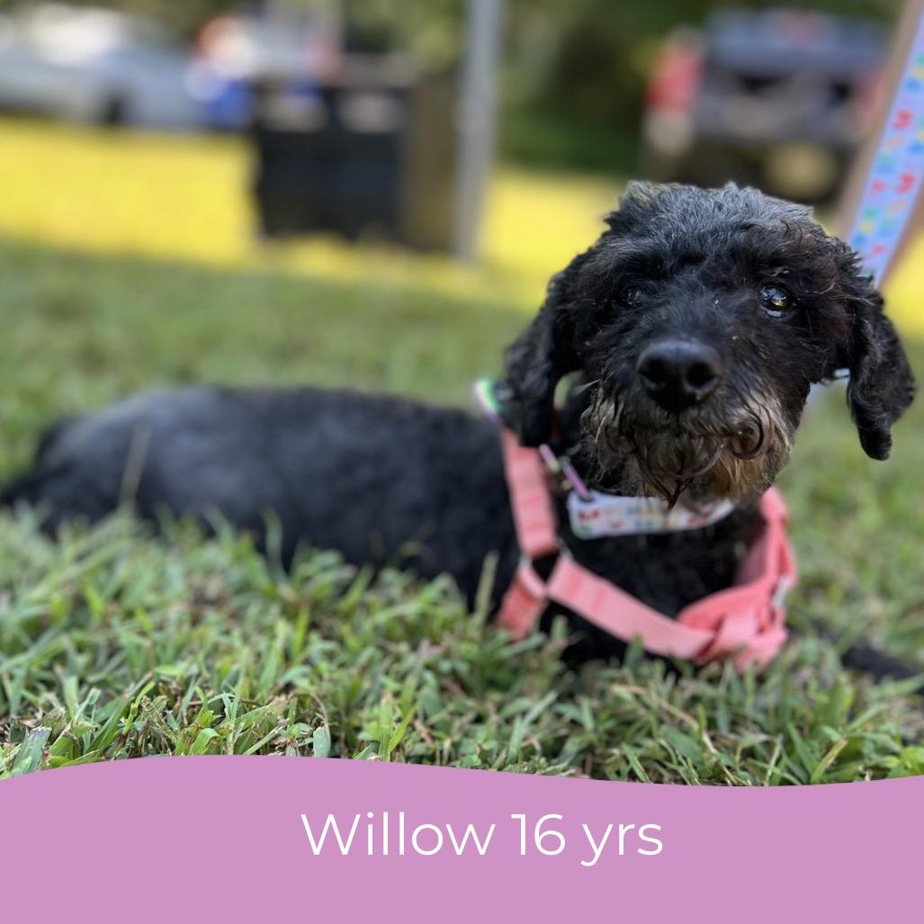 Willow (Whoopie)