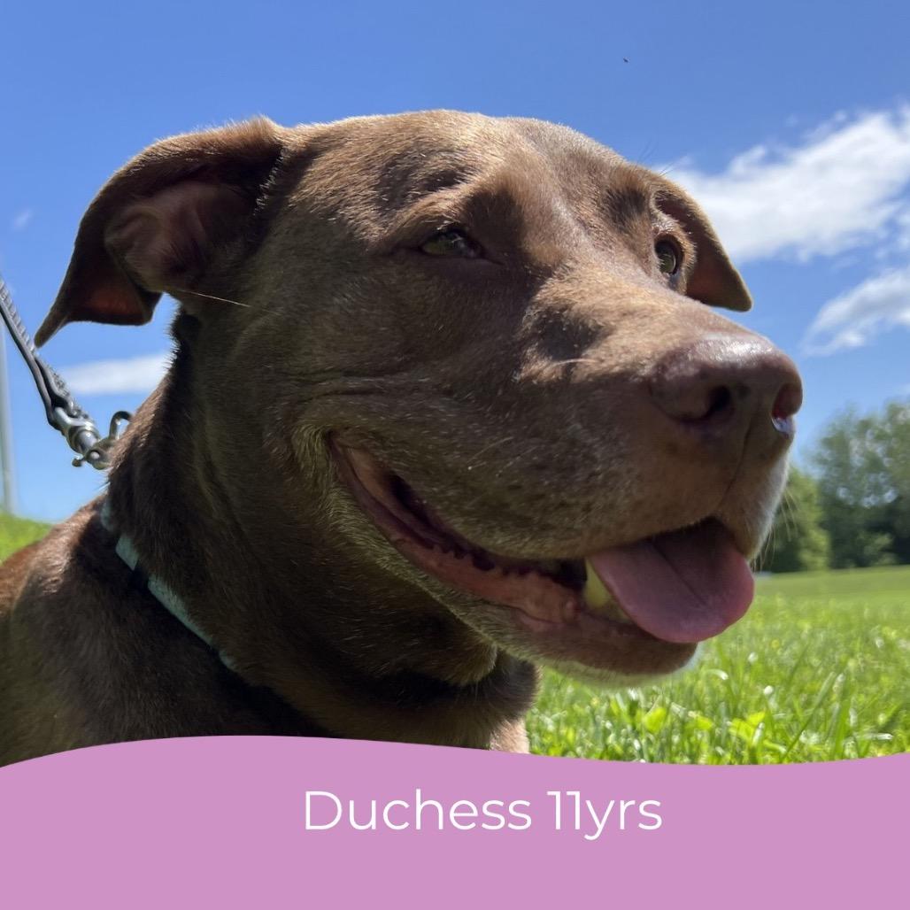 Duchess
