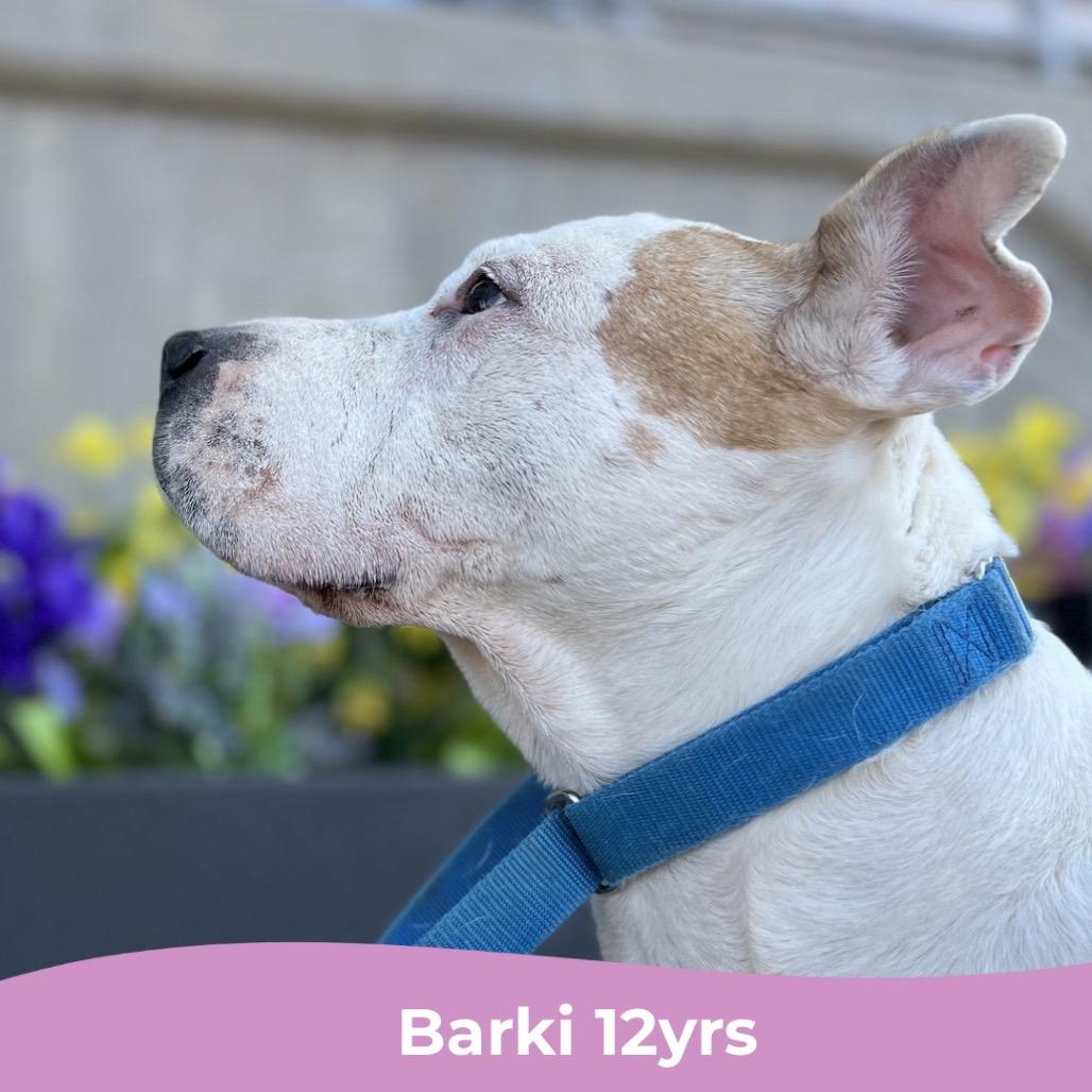 Barki