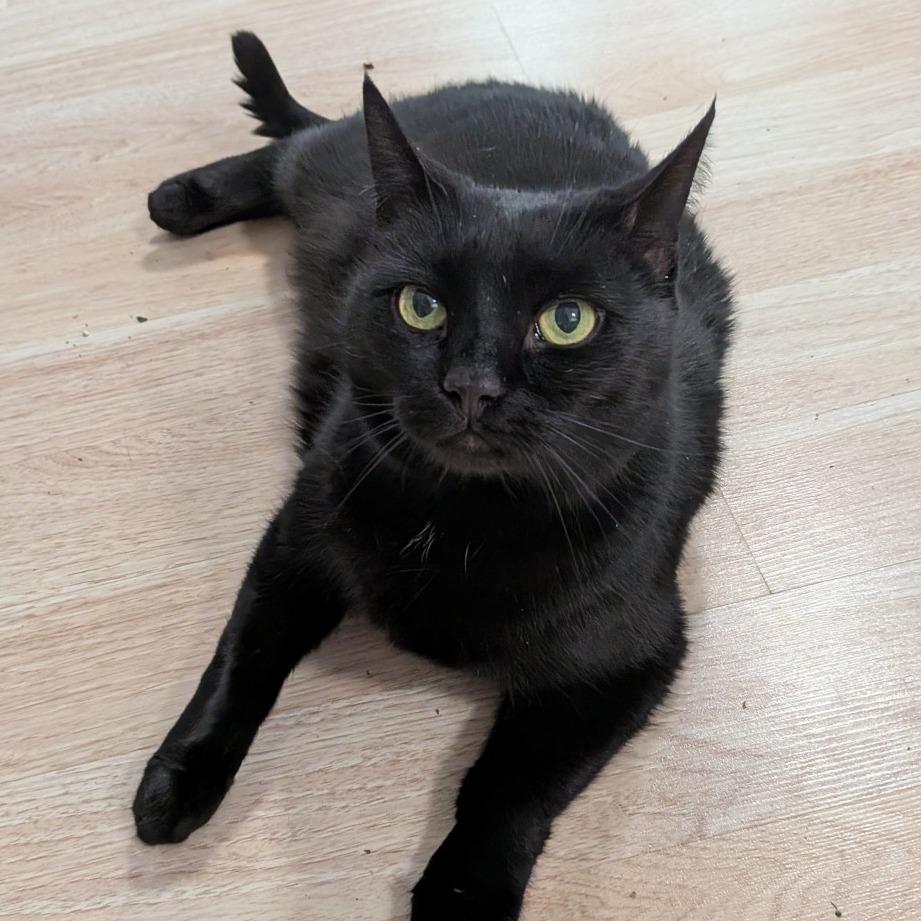 Prince-$99 In Foster!