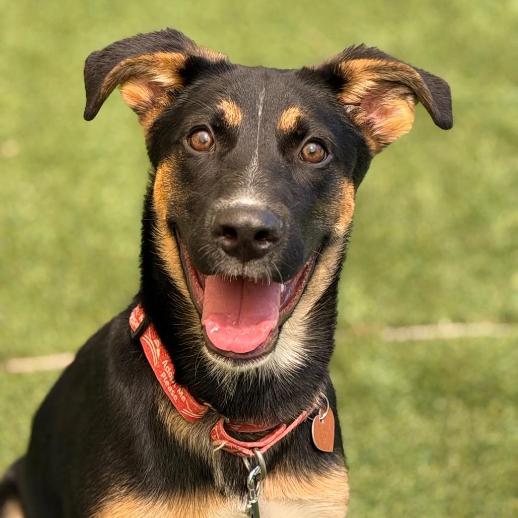 Enzo