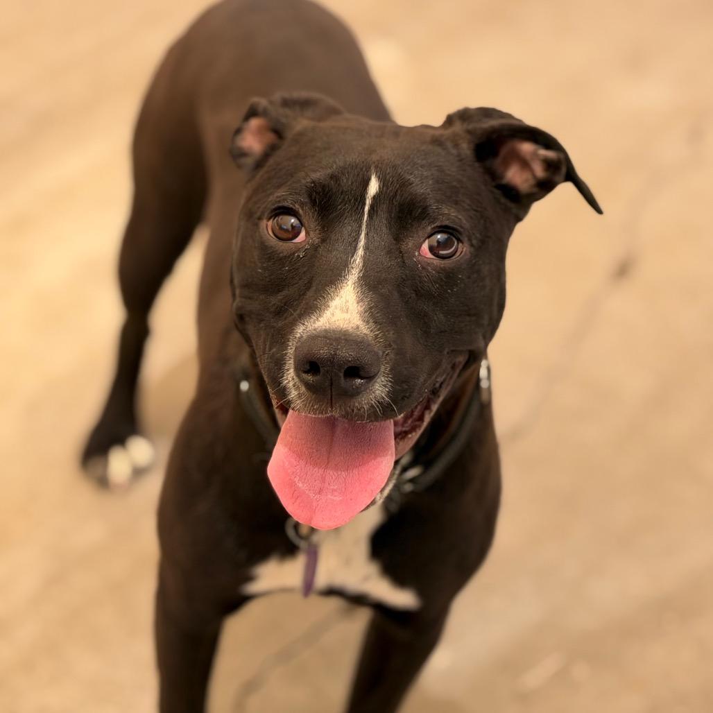 Delilah