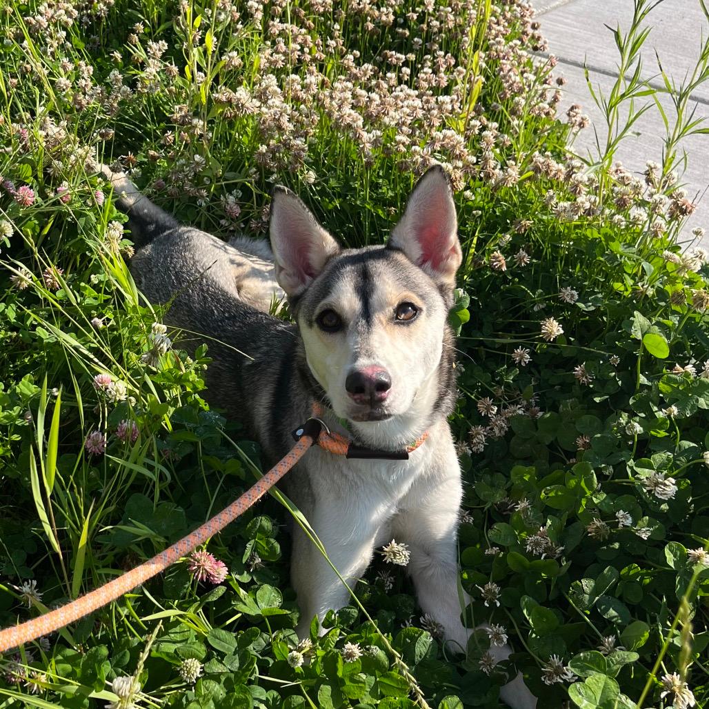 Freya