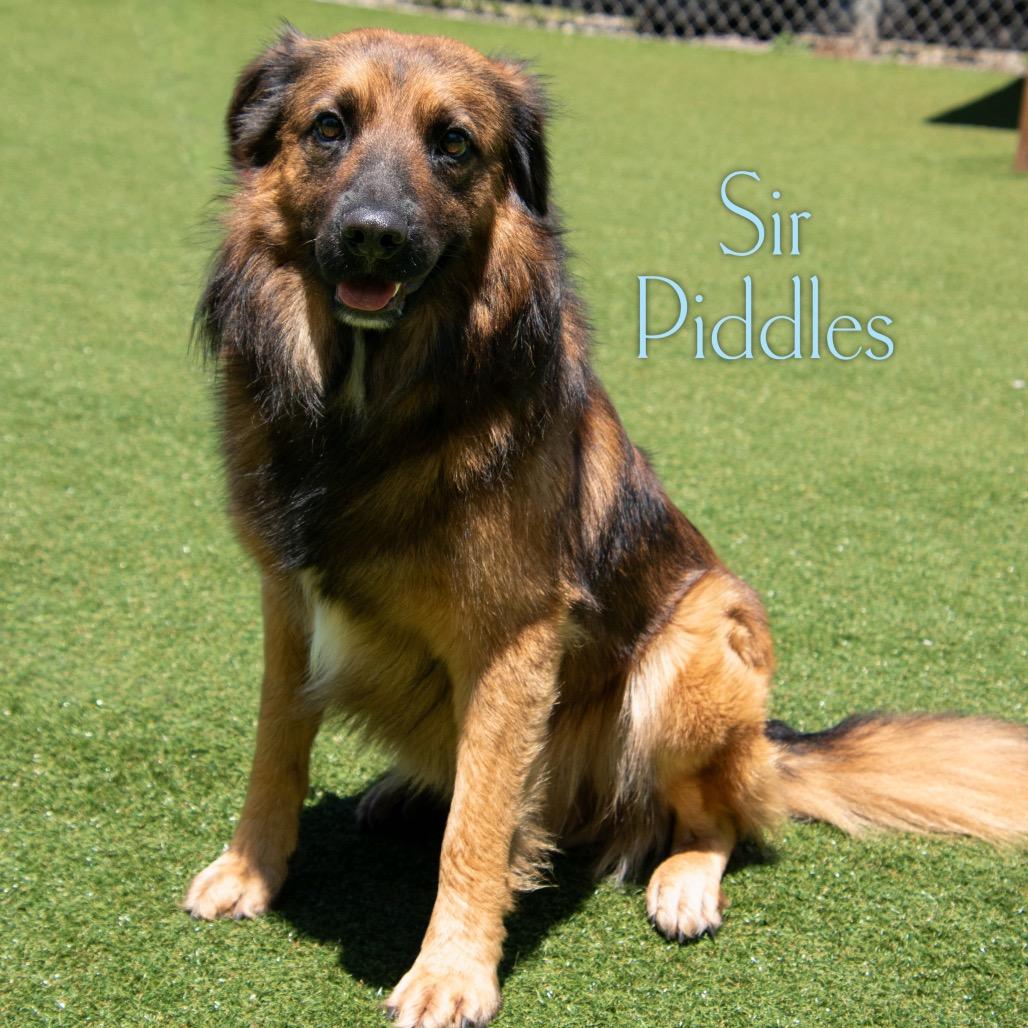 Sir Piddles 