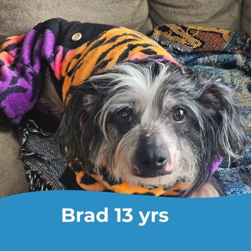 Brad