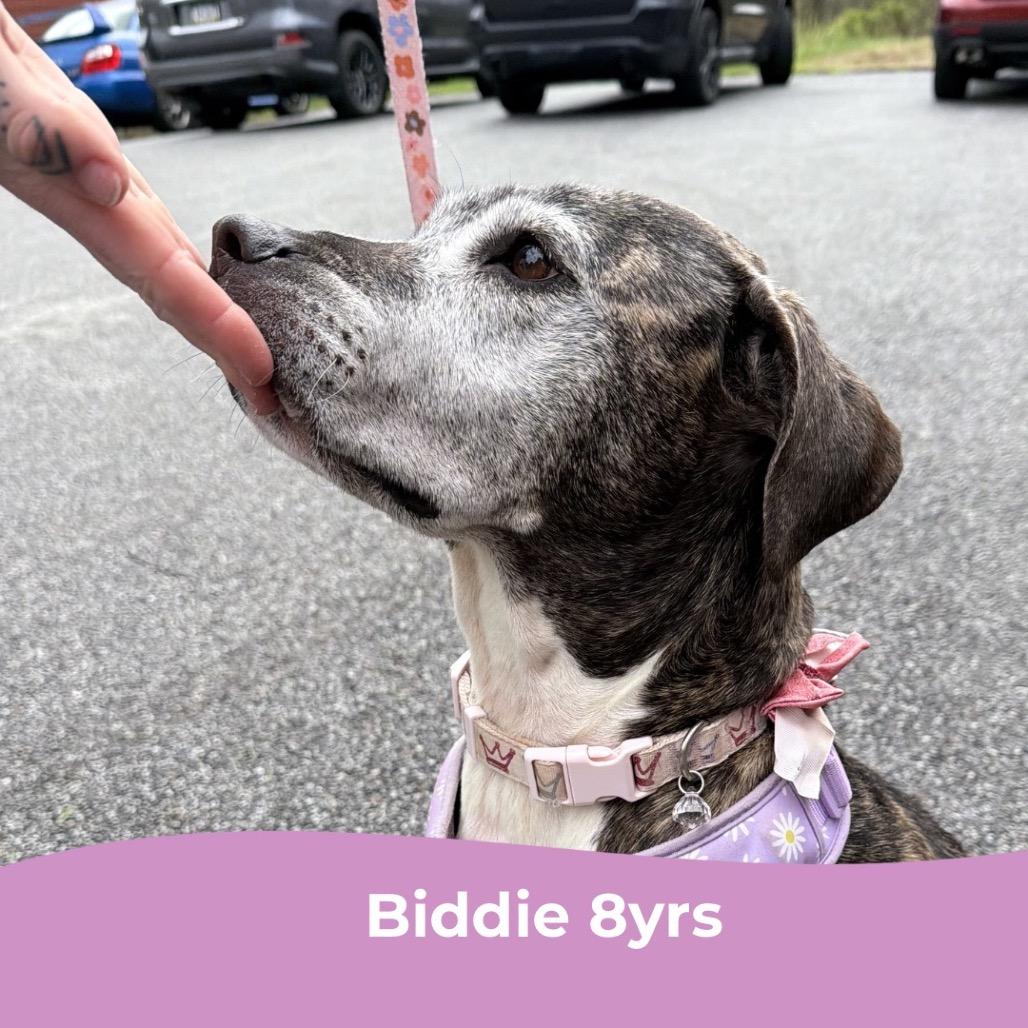 Biddie