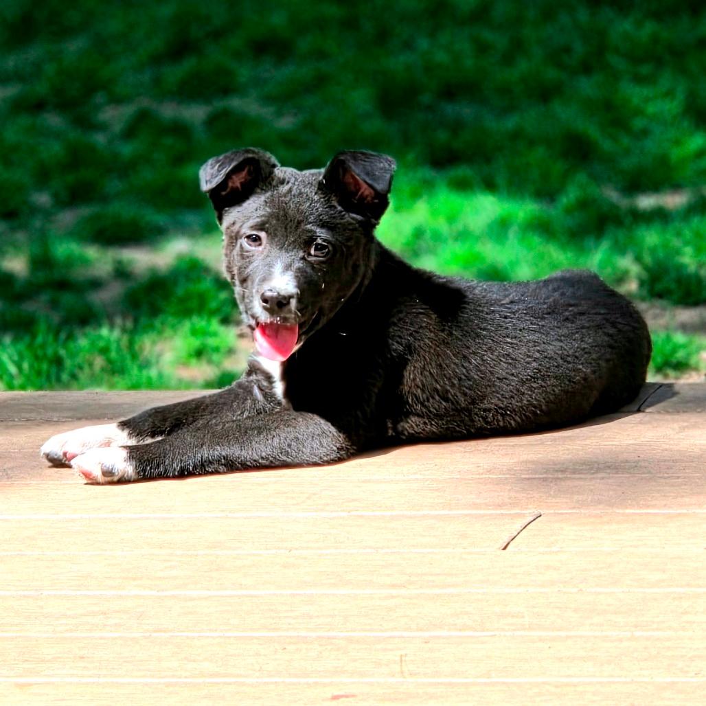 Rocco