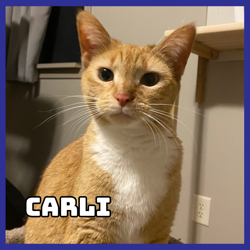 Carli 