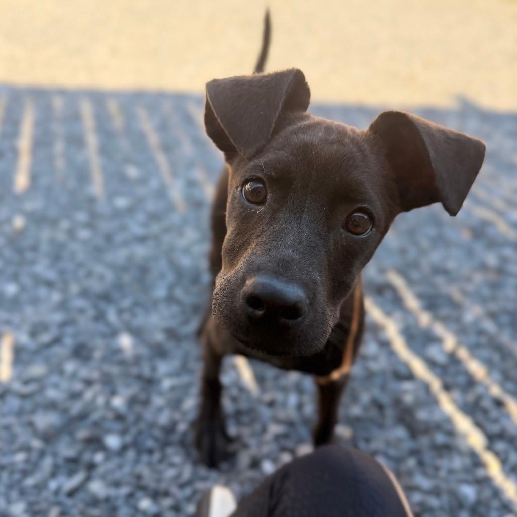 Mocha