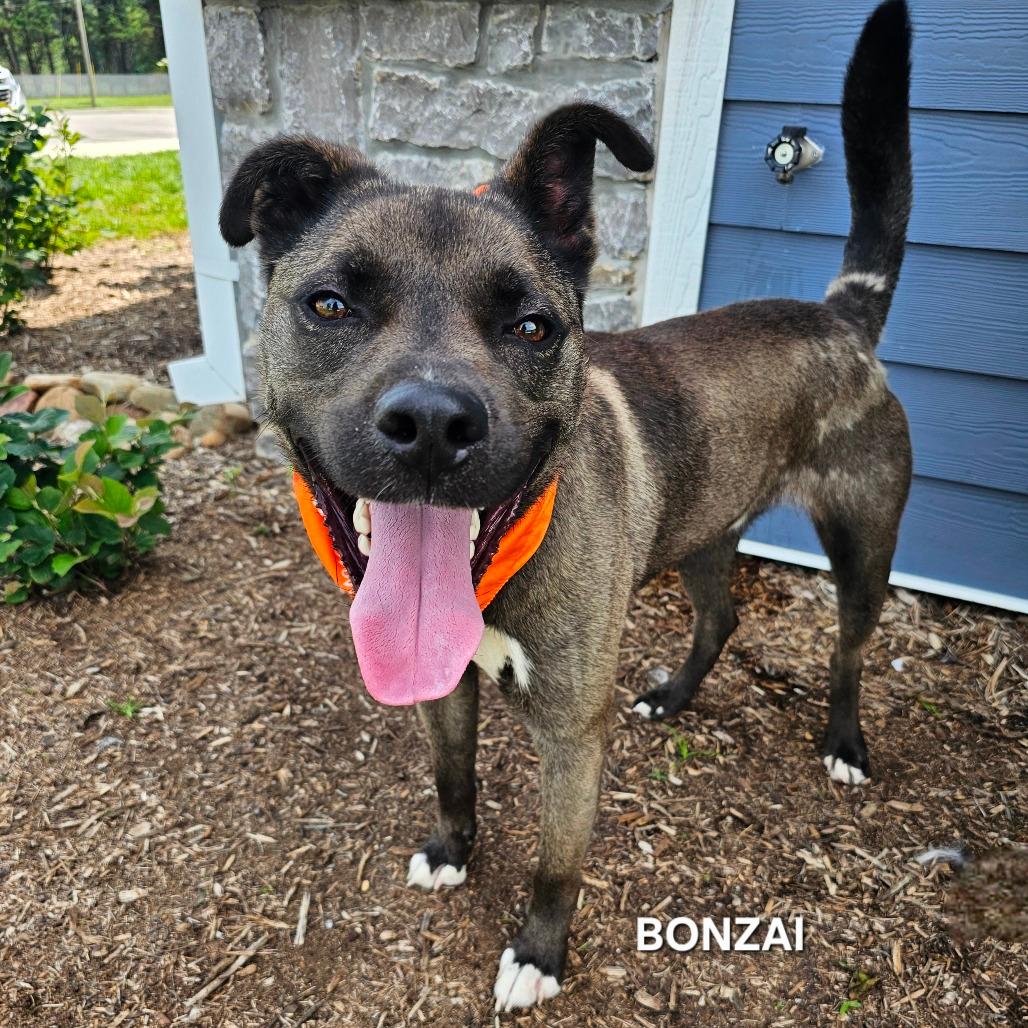 Bonzai