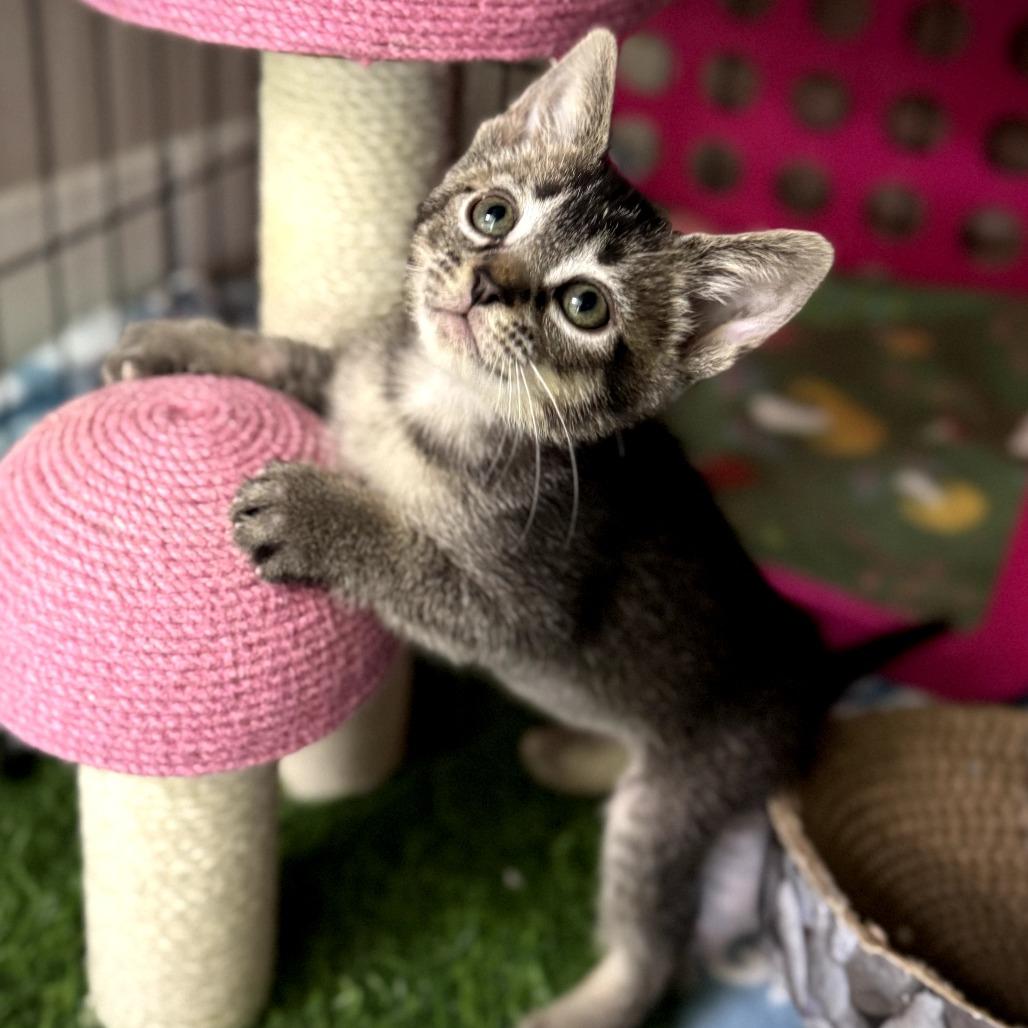 Jane (cat café adoption)