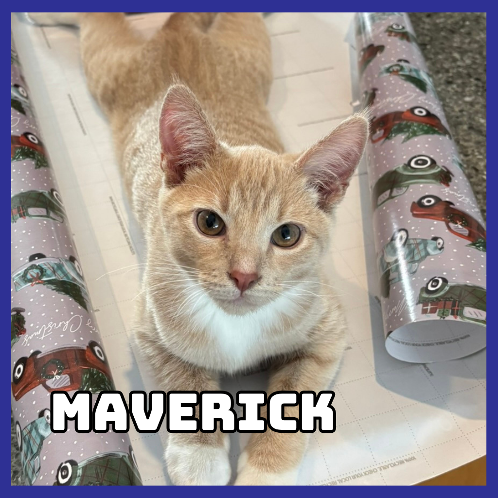 Maverick