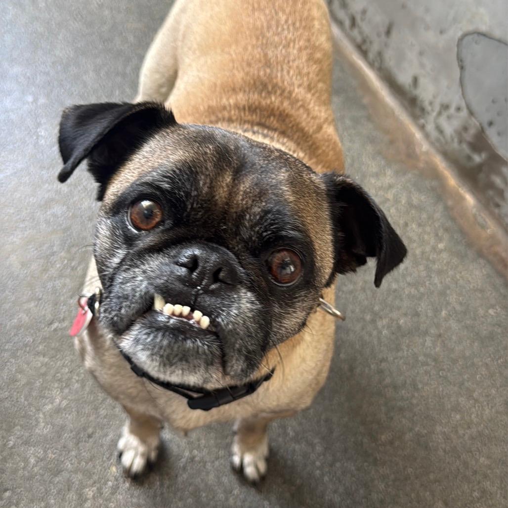 Terrance A2270682