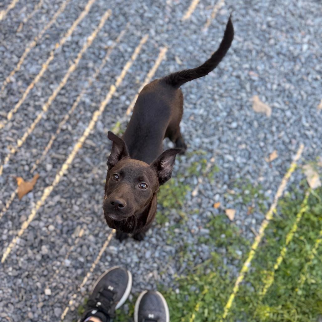 Cocoa