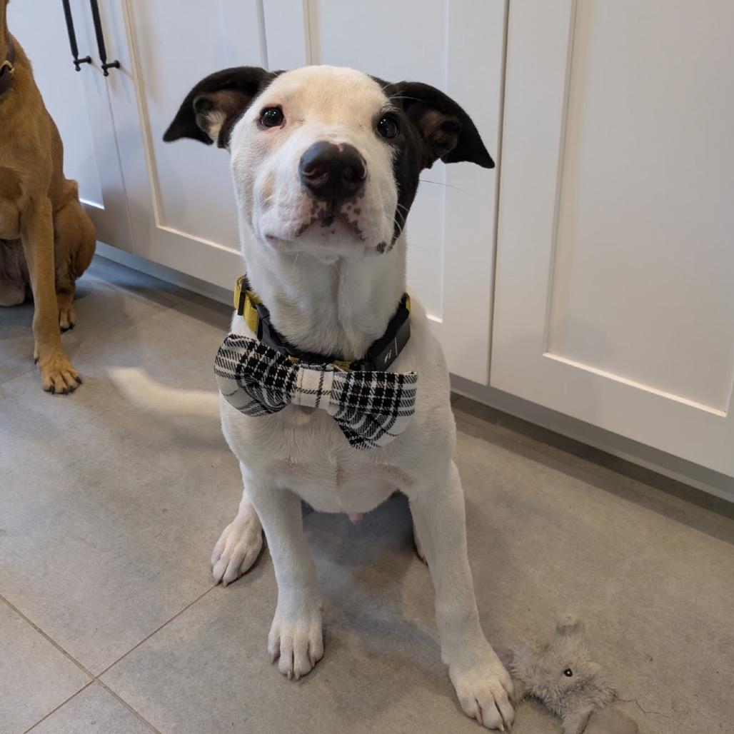 NY Freckles (Foster in Brewster NY)