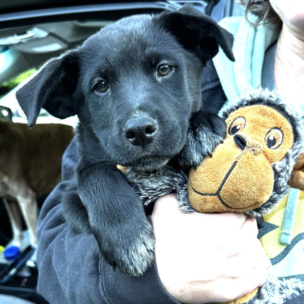 NY Pace (Foster in Stormville NY)