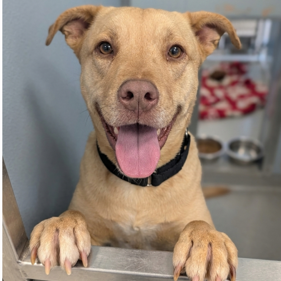 Copper - In Foster to Adopt