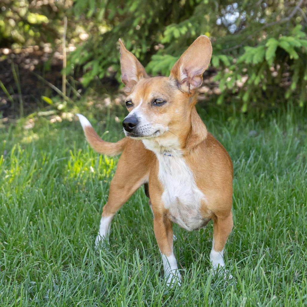 Yoda