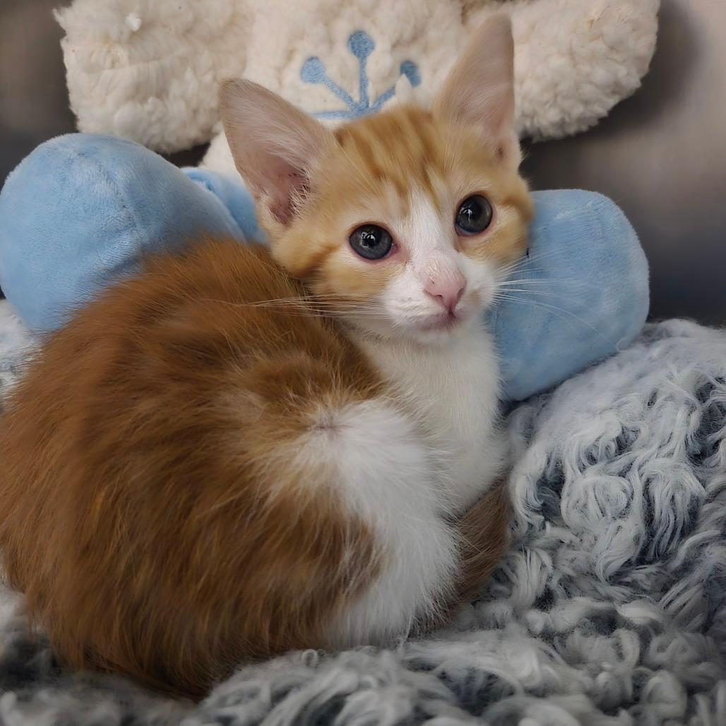 Kit Kat