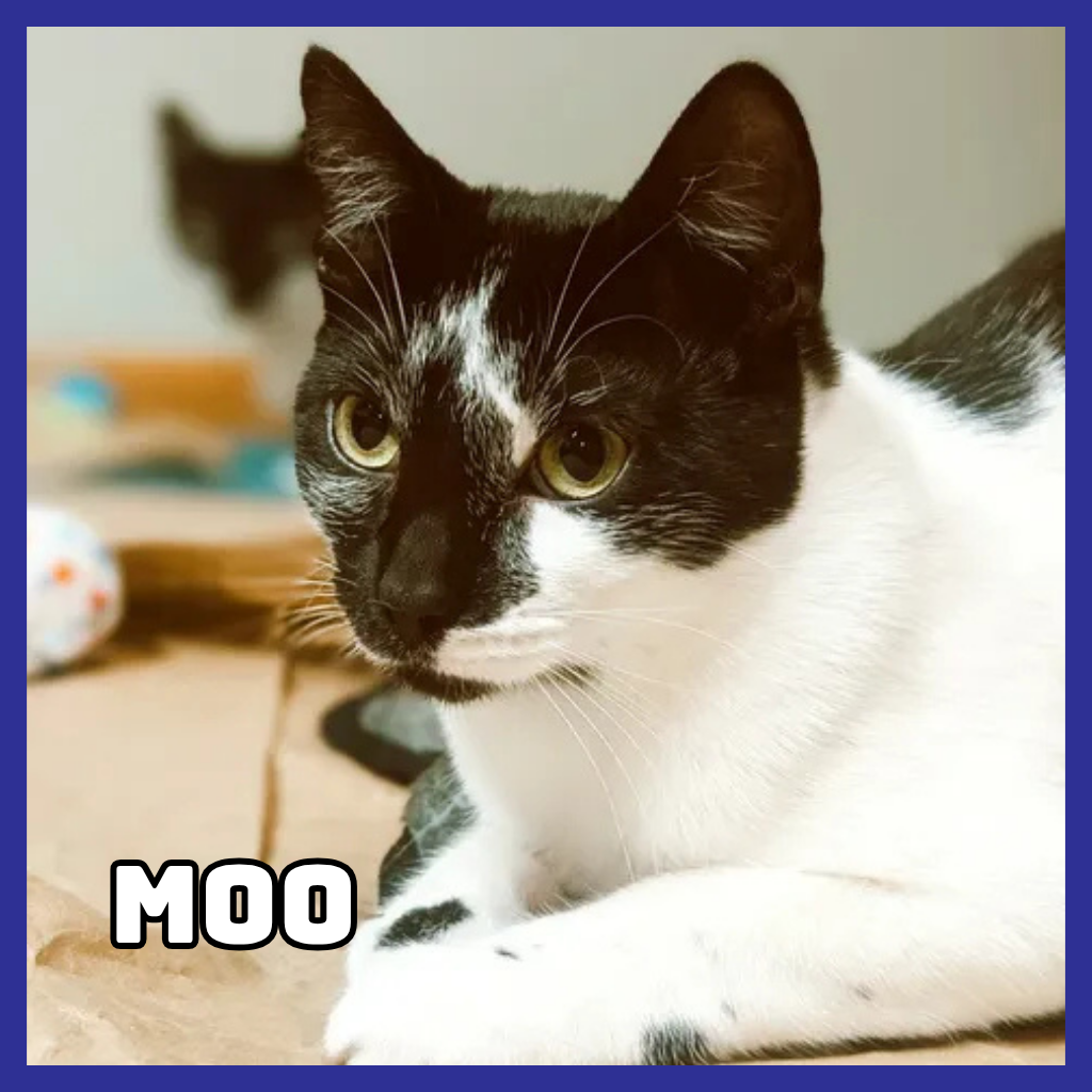 Moo
