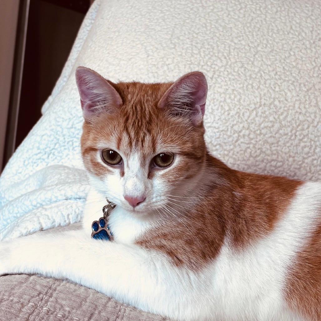 Luca