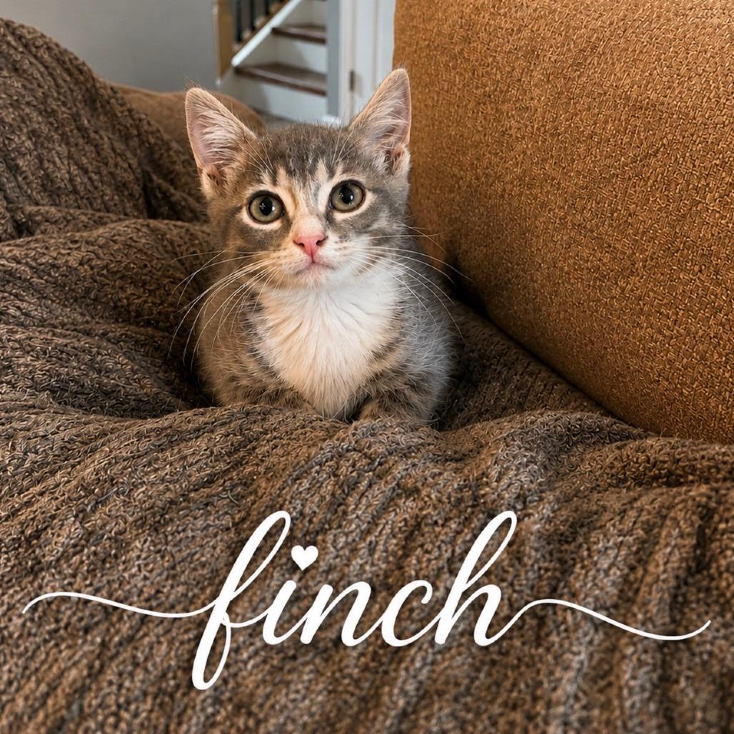 Finch