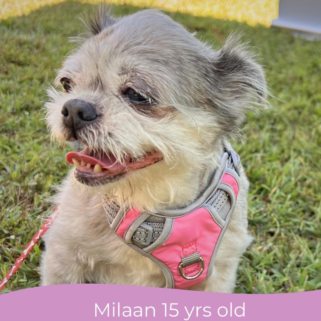 Milaan