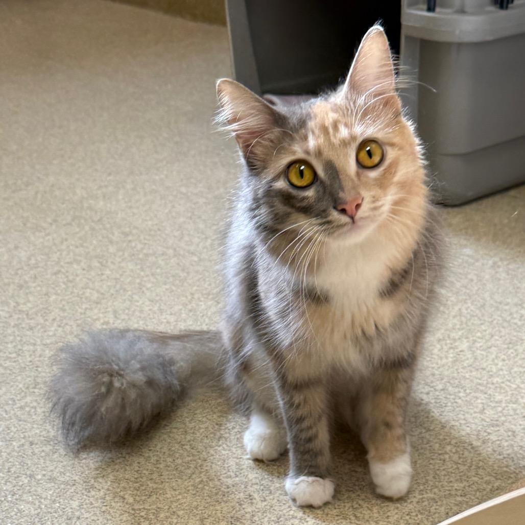 Purrla