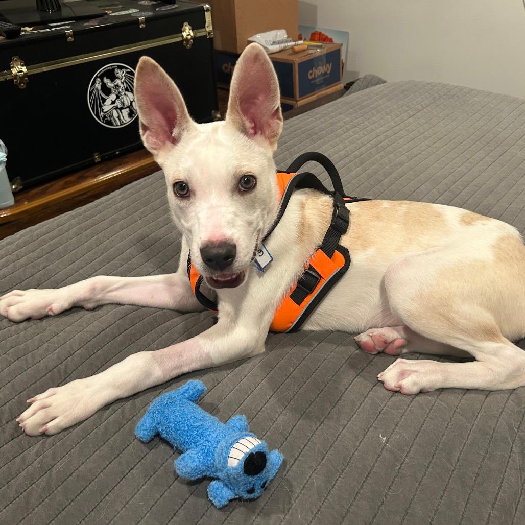 607 (2026) Tucker