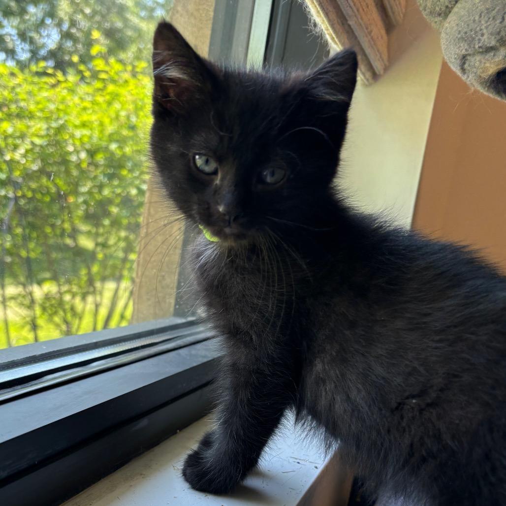 Clover - In Foster to Adopt