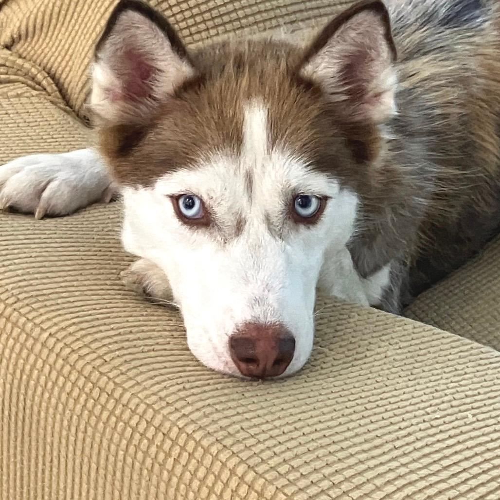 Stella 