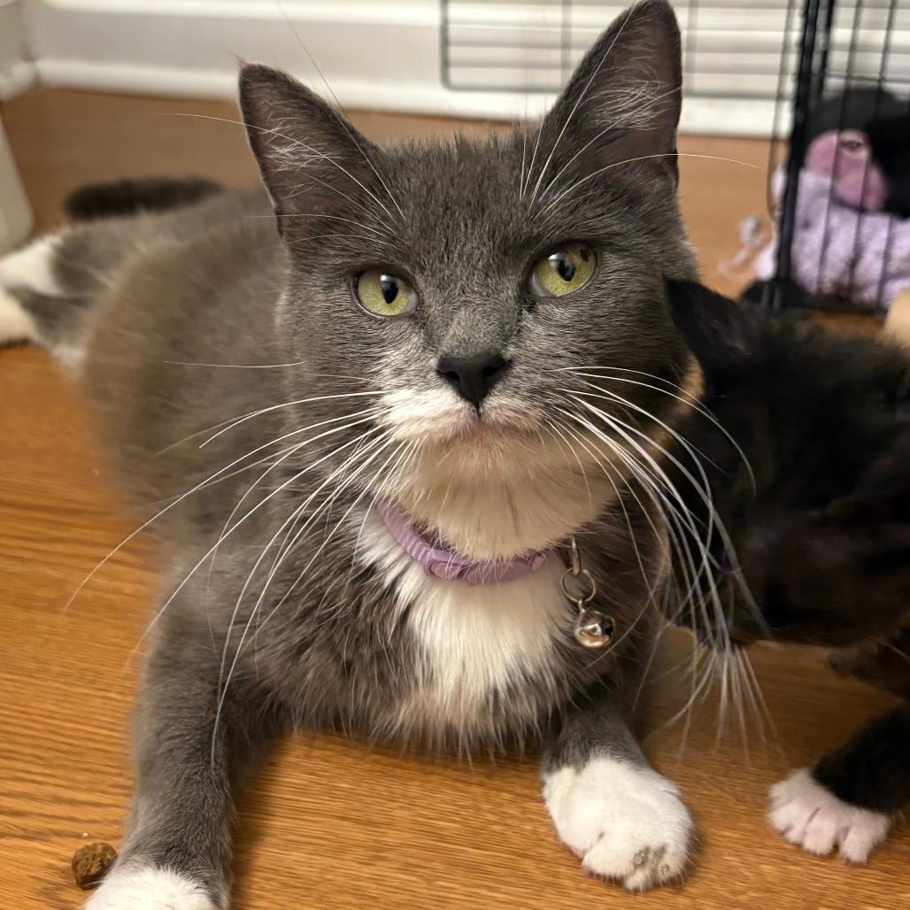 Cica Katze - AC
