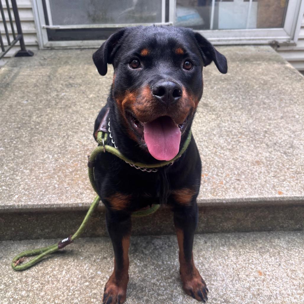 Onyx (Sponsored Adoption Fee)