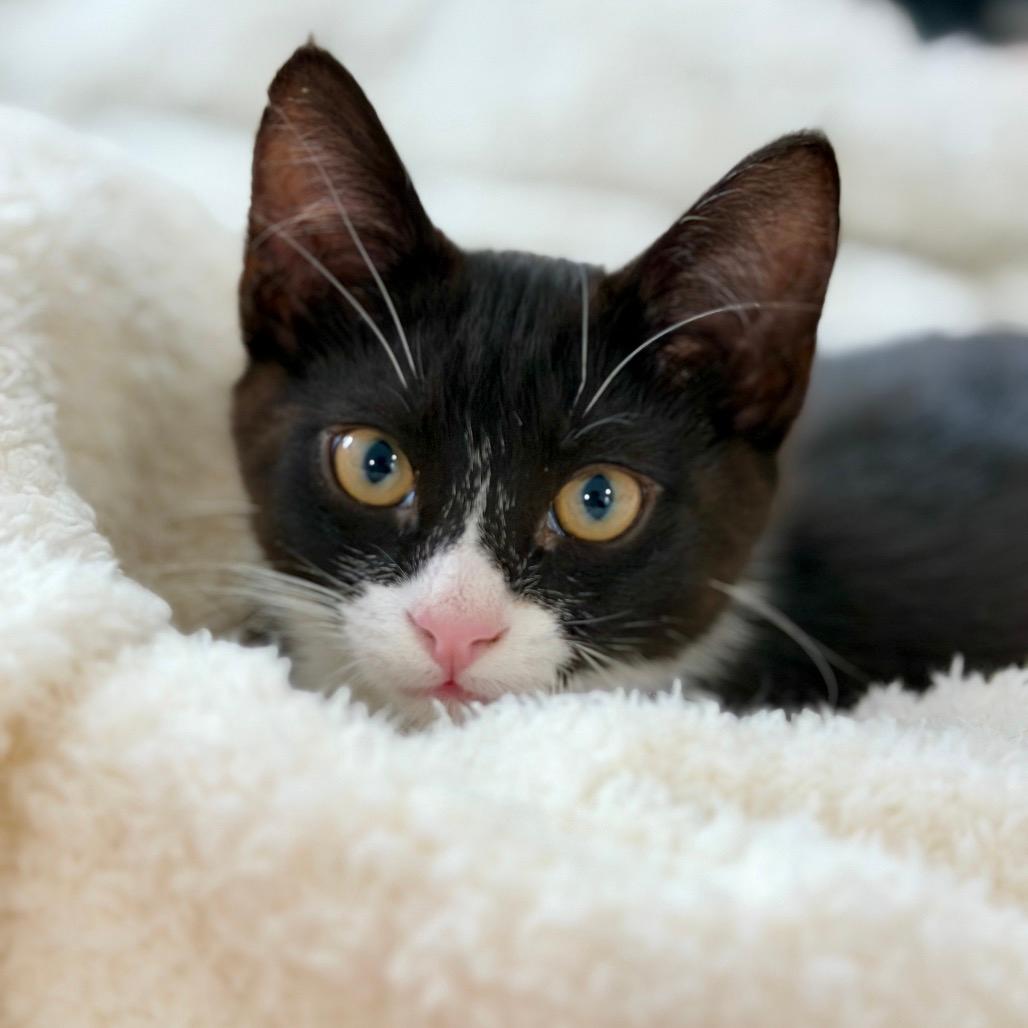 Tao (Home adoption)